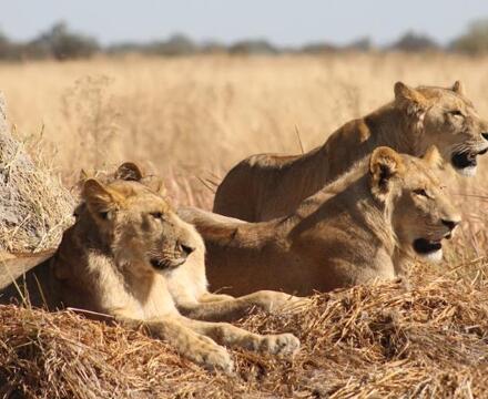 Cb lions