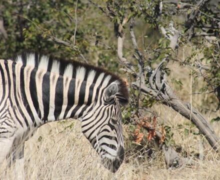 Cb zebra