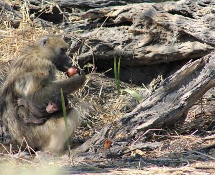 Cb monkey